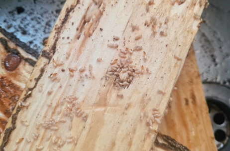 Active Termites