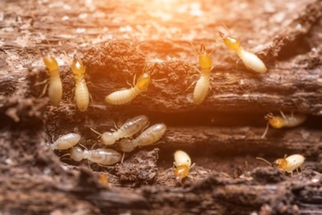 Termite Troubles