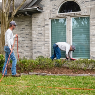 Subterranean termites
