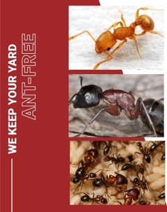 Keep your yard ant free